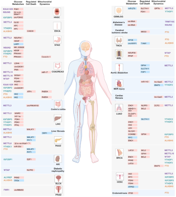 dr kwon glutathione Assembly and disassembly of stress granules in kidney diseases Mitochondria at the intersections of