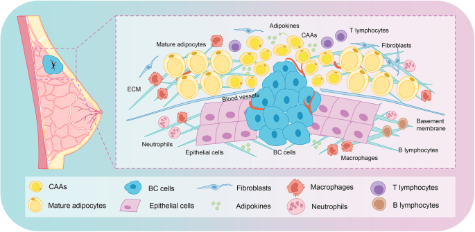 Cancer-associated adipocytes: emerging supporters in breast cancer, Journal of Experimental & Clinical Cancer Research