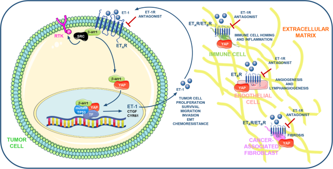 YAP and endothelin-1 signaling: an emerging alliance in cancer