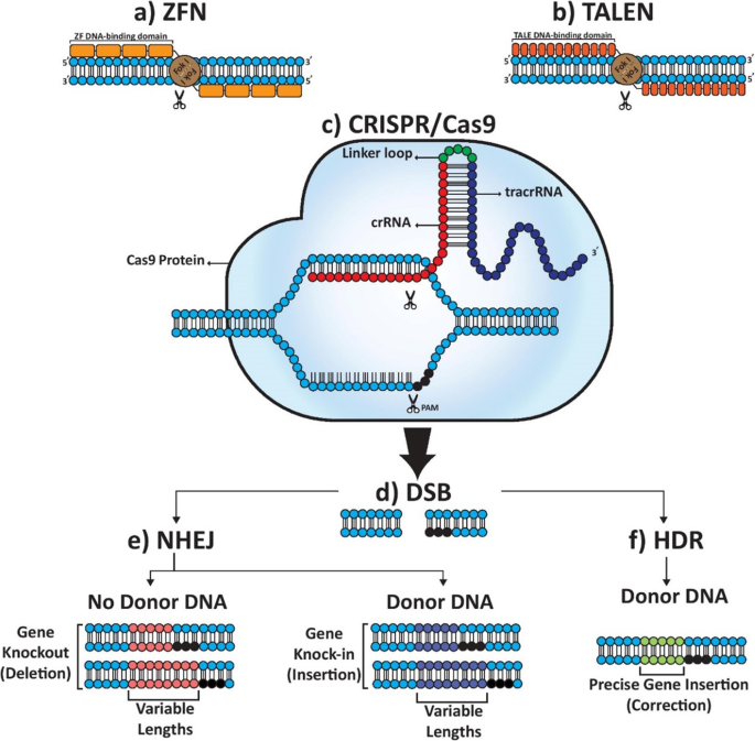 Highly efficient PD-1-targeted CRISPR-Cas9 for tumor-infiltrating  lymphocyte-based adoptive T cell therapy: Molecular Therapy - Oncolytics