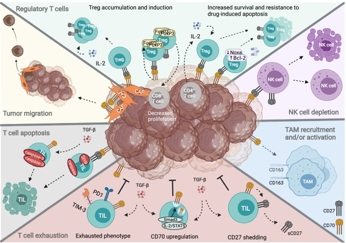 The CD70-CD27 axis in oncology: the new kids on the block | Journal of  Experimental & Clinical Cancer Research | Full Text