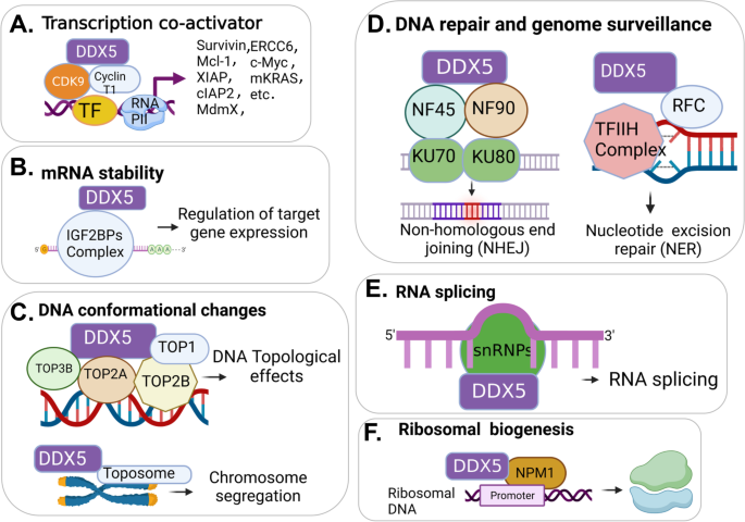 BRCA2 promotes DNA‐RNA hybrid resolution by DDX5 helicase at DNA