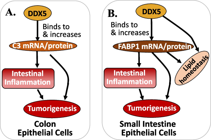 BRCA2 promotes DNA‐RNA hybrid resolution by DDX5 helicase at DNA