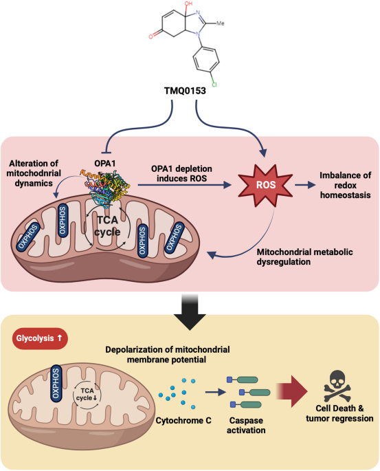 can taking glutathione delay period What Happens When You Stop Glutathione? Enalaprilat reverses neutrophil polarization imbalance  PLIX THE PLANT FIX Glutathione