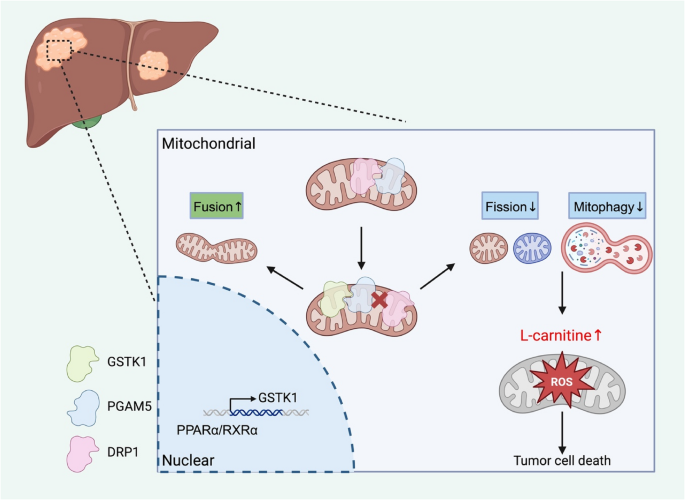 l carnitine interactions GSTK1 suppresses HCC aggravation via L-carnitine metabolism by PGAM5/DRP1  complex-mediated mitochondrial quality control | Journal of Experimental &  Clinical Cancer Research