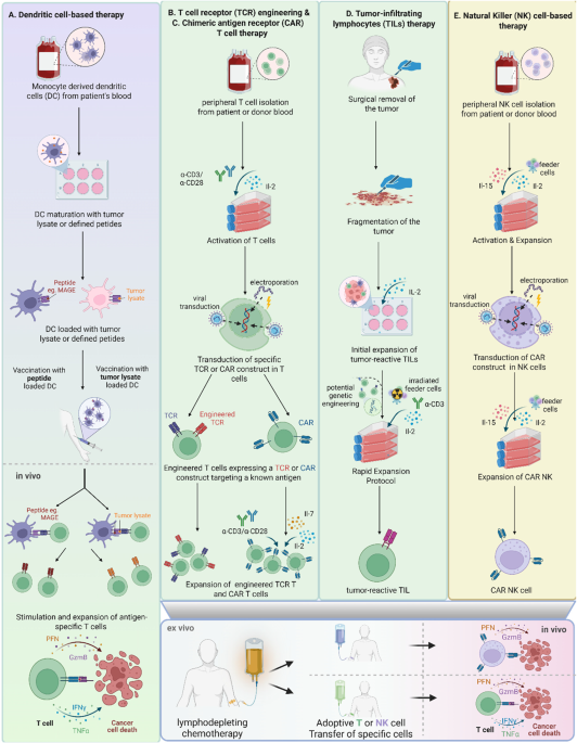 ipamorelin and growth of cancer cells Cellular immunotherapy in melanoma: the next frontier in treatment | Journal Experimental & Clinical Cancer Research Innate Immune Program in Formation