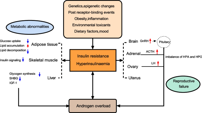 Insulin resistance in polycystic ovary syndrome across various tissues: an  updated review of pathogenesis, evaluation, and treatment | Journal of  Ovarian Research