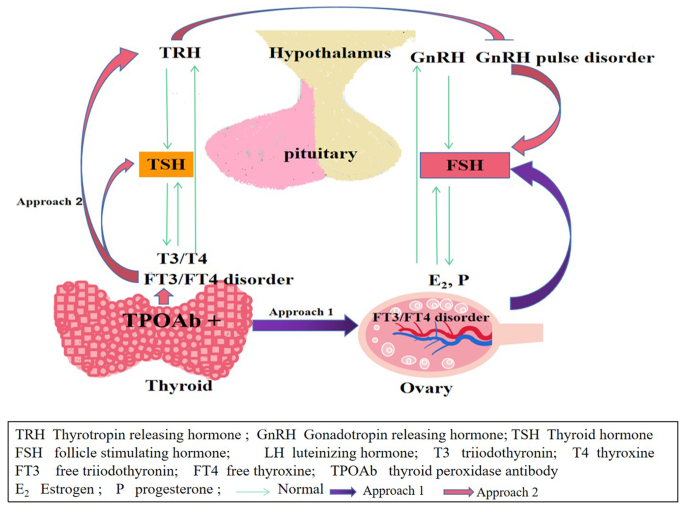 glutathione thyroid antibodies Relationship between thyroid antibody levels and ovarian reserve function  in infertile chinese women with normal thyroid-stimulating hormone |  Journal of Ovarian Research