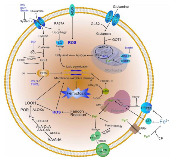 glutathione for fertility female network Research progress of ferroptosis in female infertility | Journal of Ovarian  Research