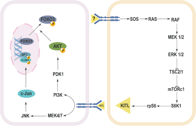 oral glutathione skin lightening randomized trial The effects of the oral supplementation of LCystine associated with  reduced LGlutathioneGSH on human skin pigmentation: a randomized,  doubleblinded, benchmark and placebocontrolled clinical trial - Duperray  - 2022