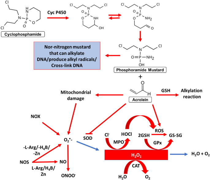 glutathione reductase thiol cycle Glutathione reductase