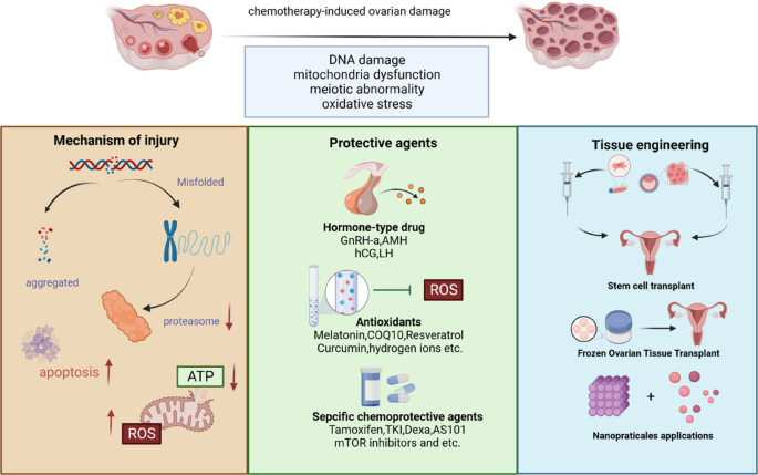 Fertility under fire: how chemotherapy harms the ovaries and the science  fighting back? | Journal of Ovarian Research | Springer Nature Link