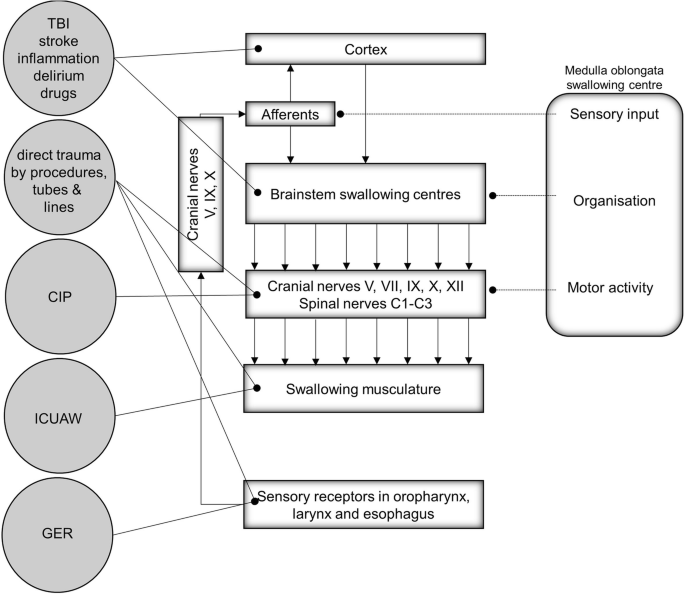 PDF) Oropharyngeal dysphagia in patients with multiple sclerosis: Do the  disease classification scales reflect dysphagia severity?