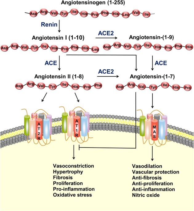 Role of angiotensin-converting enzyme 2 (ACE2) in COVID-19 | Critical Care  | Full Text
