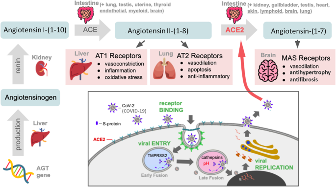 ACEI/ARB therapy in COVID-19: the double-edged sword of ACE2 and SARS-CoV-2  viral docking | Critical Care | Full Text