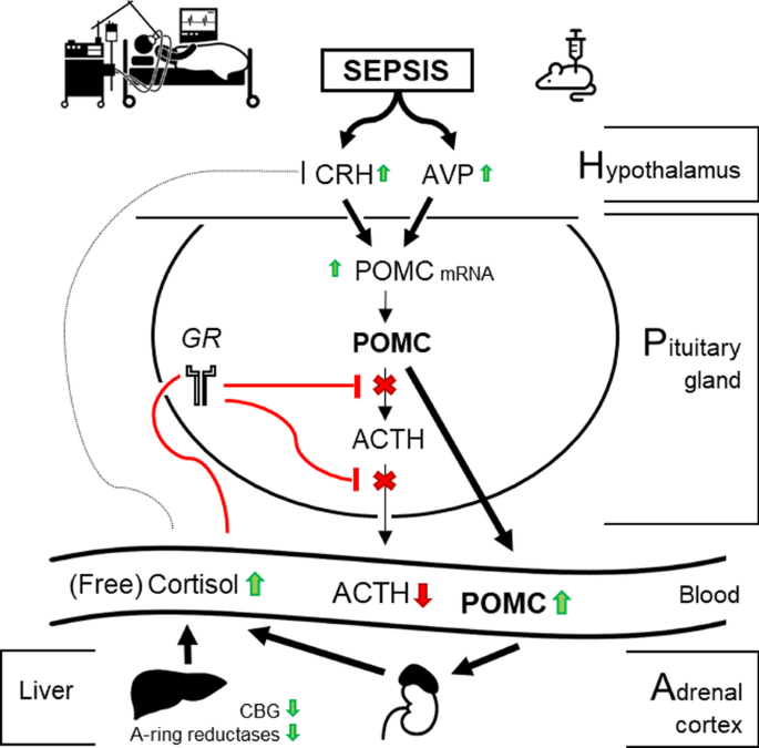 The role of pro-opiomelanocortin in the ACTH–cortisol dissociation of  sepsis | Critical Care