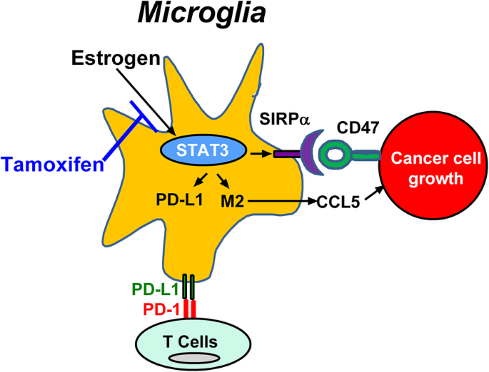 Blocking immunosuppressive neutrophils deters pY696-EZH2–driven brain  metastases