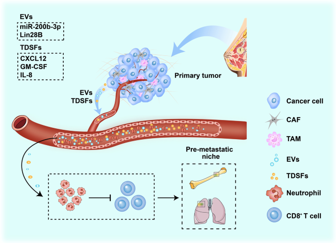 PDF) During early stages of cancer, neutrophils initiate anti