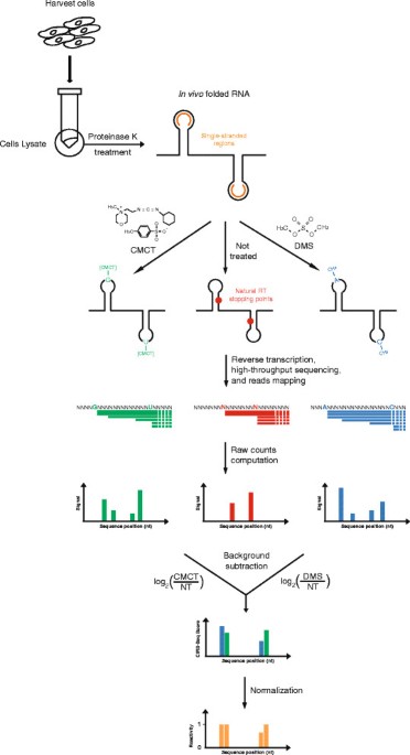 Ribosome-Inactivating and Related Proteins – topic of research paper in  Biological sciences. Download scholarly article PDF and read for free on  CyberLeninka open science hub.