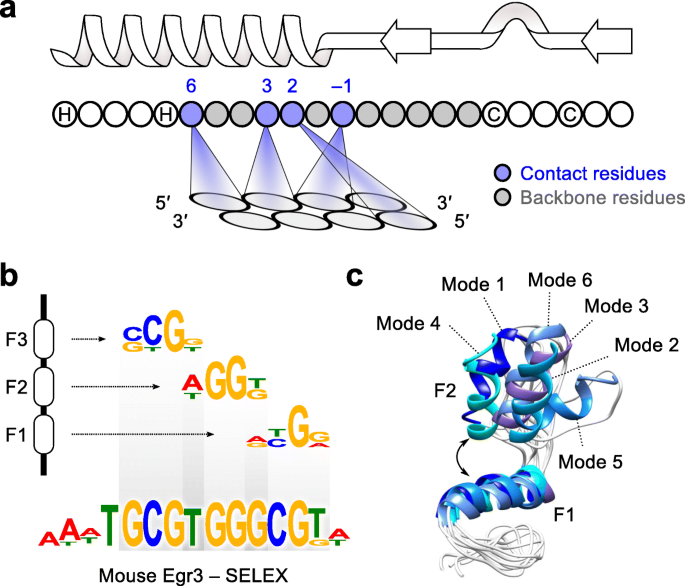 Non-base-contacting residues enable kaleidoscopic evolution of metazoan  C2H2 zinc finger DNA binding | Genome Biology | Full Text