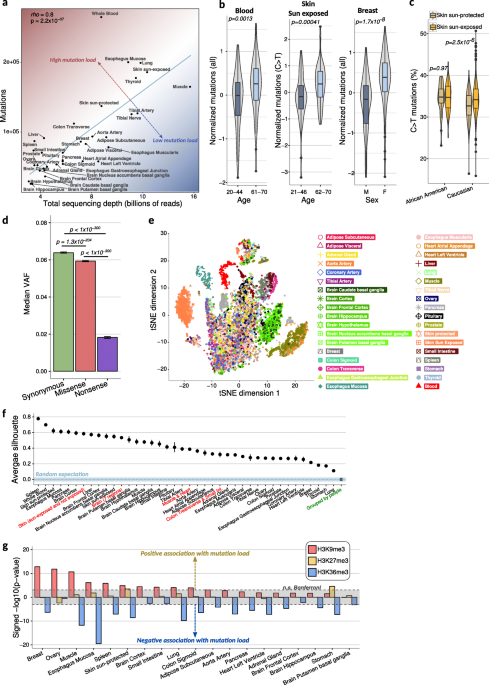 The somatic mutation landscape of the human body | Genome Biology | Full  Text