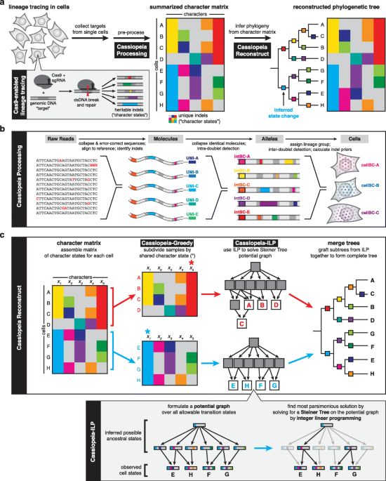Inference of single-cell phylogenies from lineage tracing data