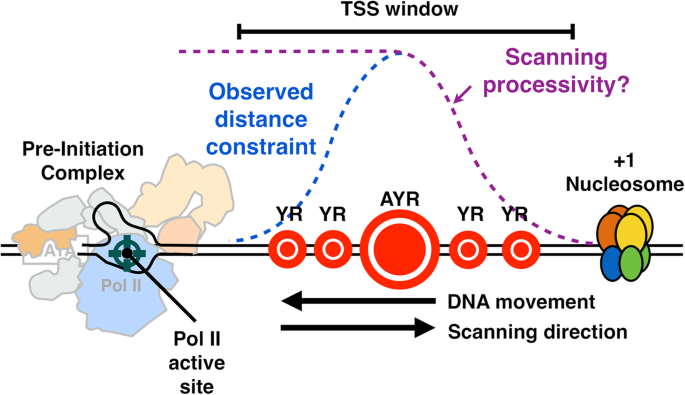 PDF) Intra-promoter switch of transcription initiation sites in