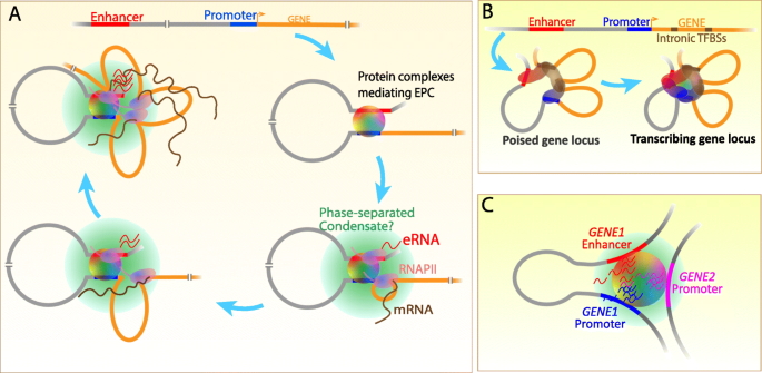 PDF) Intra-promoter switch of transcription initiation sites in