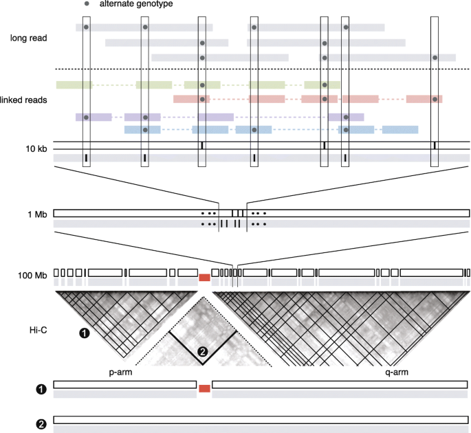 DNA Discovery: Phasing the X Chromosome