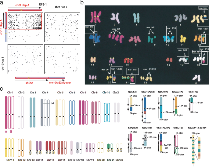 DNA Discovery: Phasing the X Chromosome