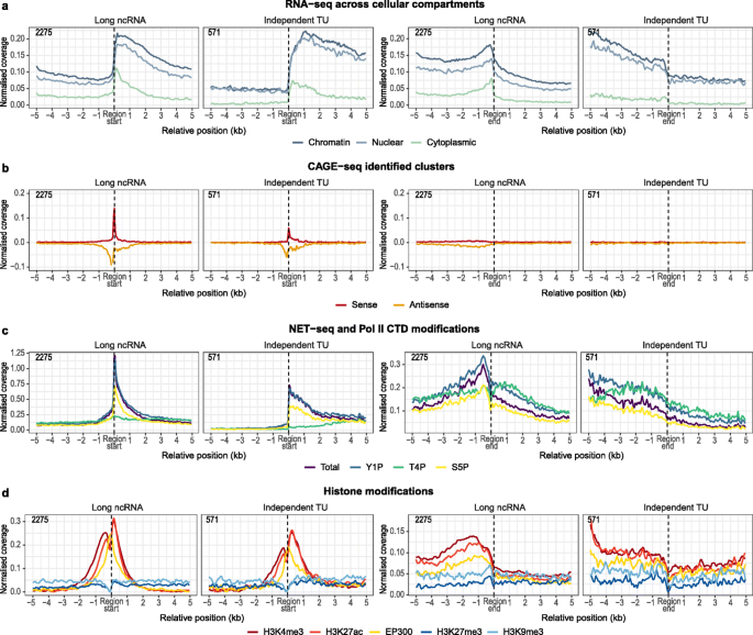 The SIV leader region can drive gene expression in a bicistronic RNA