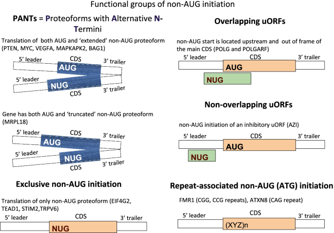 Non-AUG translation initiation in mammals | Genome Biology | Full Text