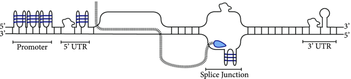 DNA Flanking Region - an overview