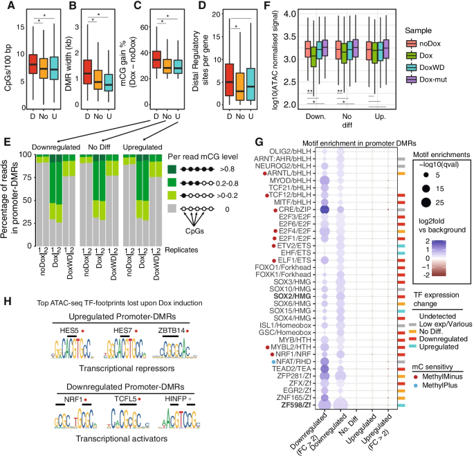 Modeling methyl-sensitive transcription factor motifs with an