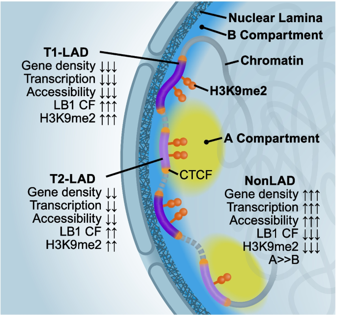 chromatic-lamina — Have you considered?