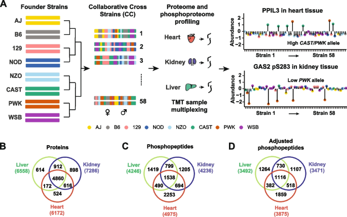 The data statistics of the human liver phosphoproteomic analysis