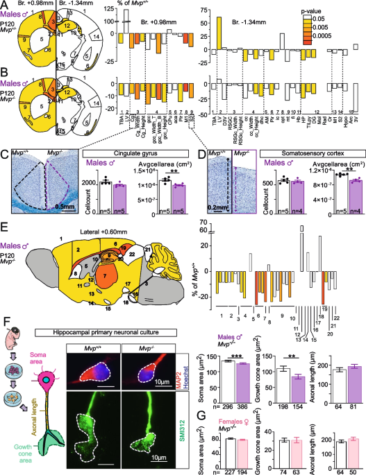 Large-scale neuroanatomical study uncovers 198 gene associations in mouse  brain morphogenesis