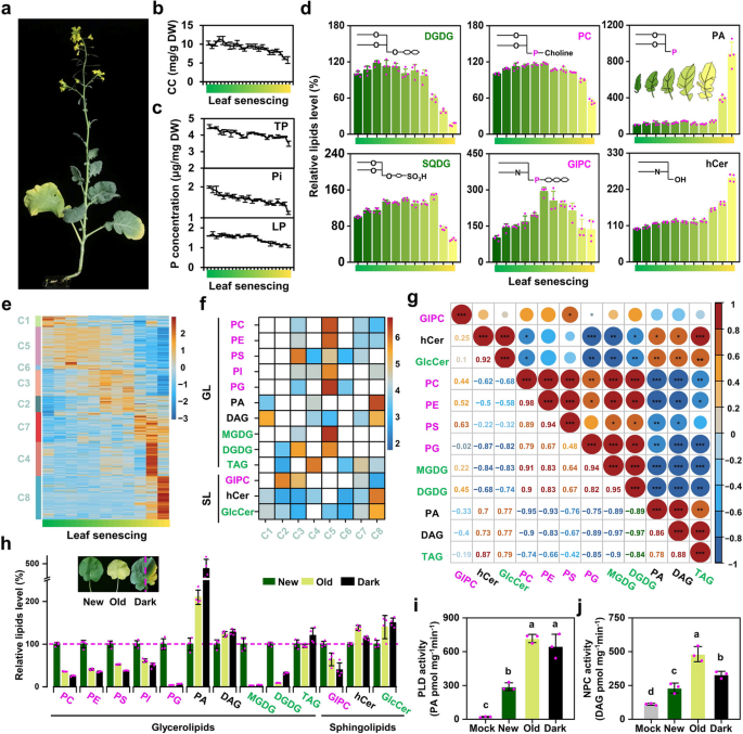 Phospholipase-mediated phosphate recycling during plant leaf senescence