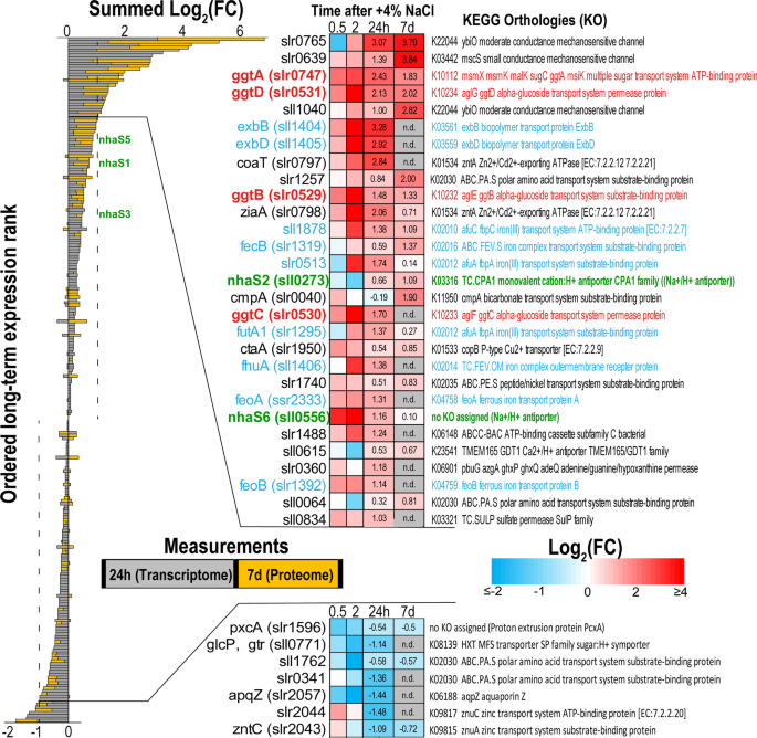 Spatial Proteome Reorganization of a Photosynthetic Model Cyanobacterium in  Response to Abiotic Stresses