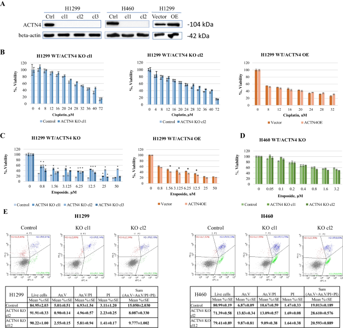 PDF) ACTN4 gene amplification is a predictive biomarker for