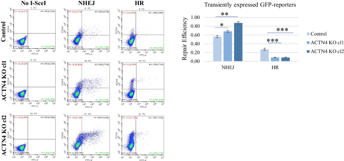 PDF) ACTN4 gene amplification is a predictive biomarker for