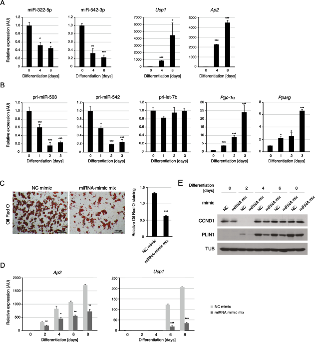 miRNAs involved in brown and beige fat development and function.