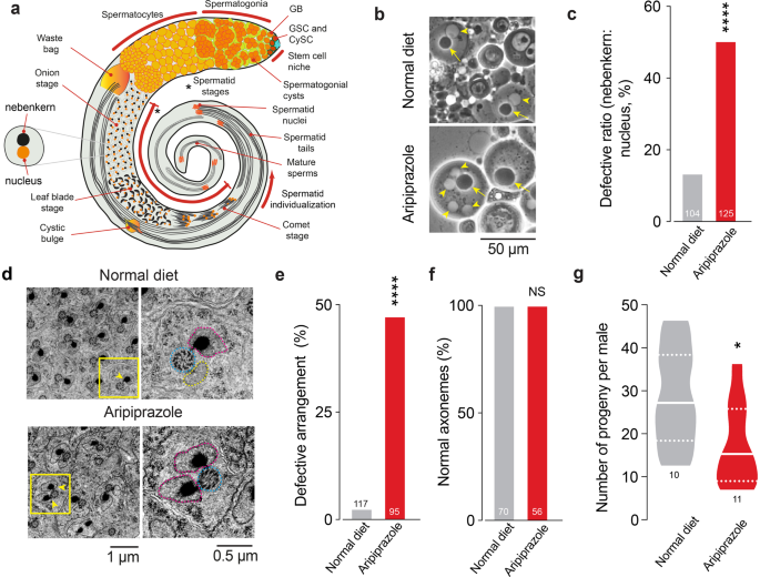 glutathione and fertility over 40 Changes in Sperm Glutathione Redox States Correlate to Poor Sperm Qualitative Measures Glutathione for fertility