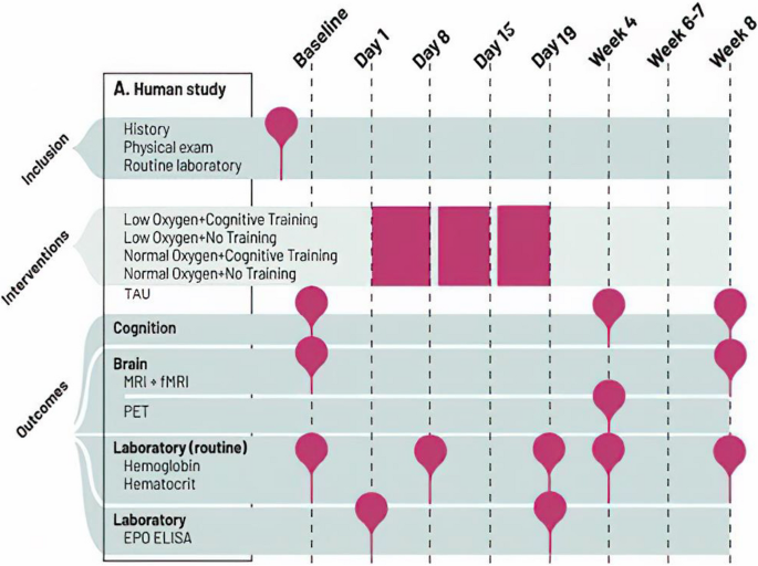 dihexa cognitive enhancement study 2019 2024 Effects of training under hypoxia on cognitive proficiency and neuroplasticity in remitted patients with mood disorders and healthy individuals: ALTIBRAIN protocol for a randomized controlled trial | Trials Colour:True Blue LARGE ANIMAL MEDICATIONS & HEALTH Tirzepatide Pen Expiration: Storage