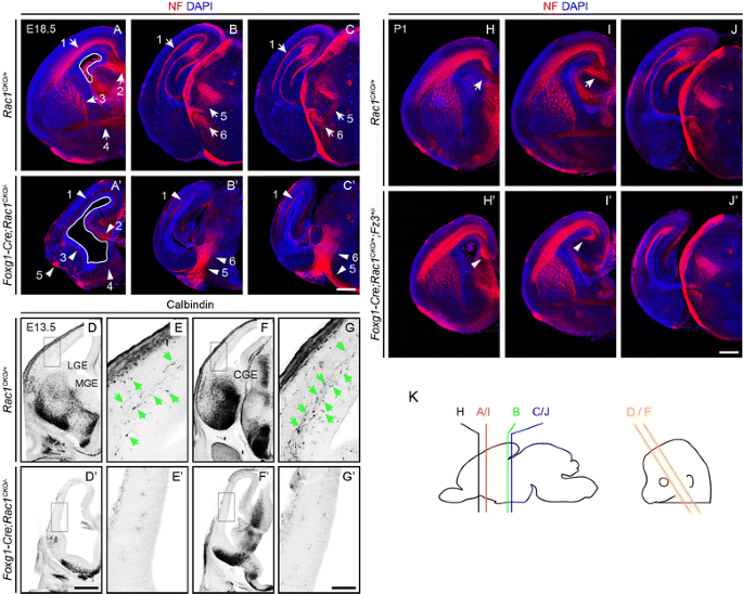 Rac1 Regulates Neuronal Polarization through the WAVE Complex