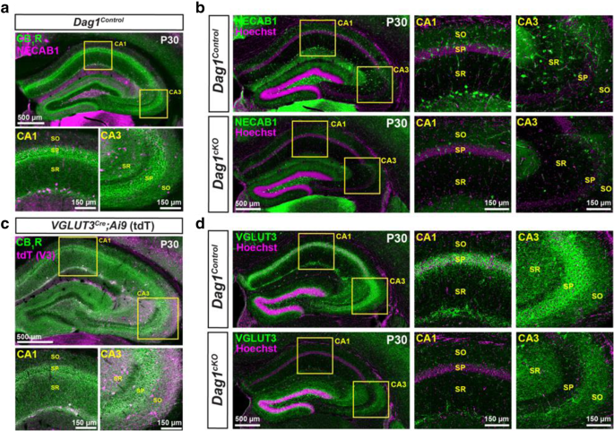 Neuronal Dystroglycan regulates postnatal development of CCK/cannabinoid  receptor-1 interneurons | Neural Development | Full Text