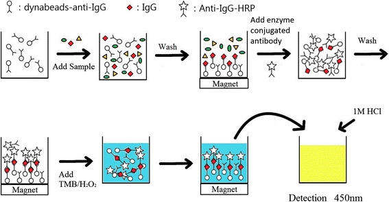 Detection of rabbit IgG by using functional magnetic particles and an  enzyme-conjugated antibody with a homemade magnetic microplate | BMC  Chemistry | Full Text