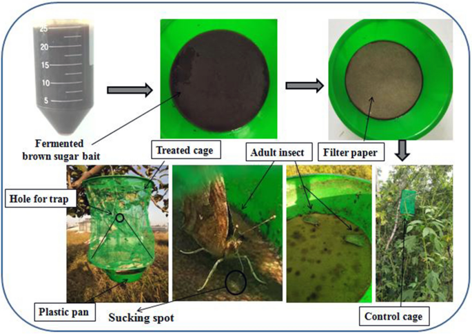 Species diversity of different insect families trapped under beer-based  volatile fermentation | BMC Chemistry | Full Text