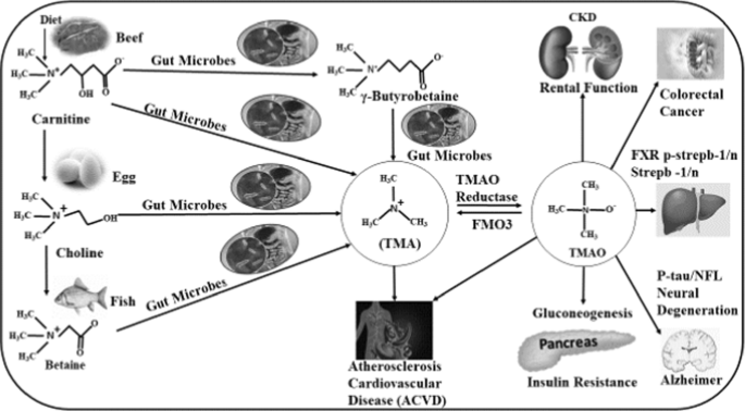 Interaction studies unveil potential binding sites on bovine serum albumin for gut metabolite trimethylamine n-oxide (TMAO) | BMC Chemistry | Springer Nature Link Interaction studies unveil potential binding sites on bovine serum albumin for gut metabolite trimethylamine n-oxide (TMAO) | BMC Chemistry | Springer Nature Link