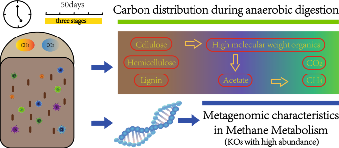 Biogas production through anaerobic co-digestion of rice husk and